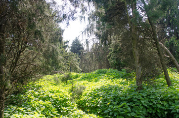 green summer forest and blue sky