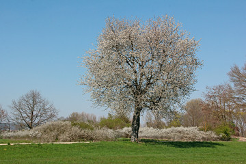 Blühender Kirschbaum