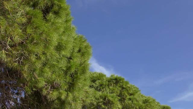 Pine branches against the blue sky. Beautiful diagonal.