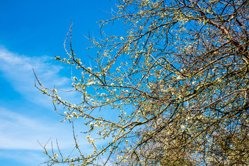 tree branches in springtime with beautiful blue sky