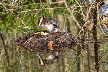 Grebe on a nest waiting for eggs to hatch