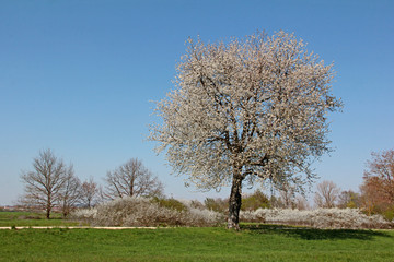 Kirschbaum in voller Blüte