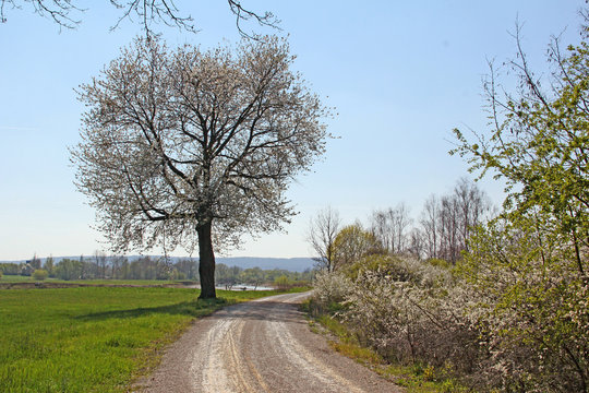 Bl&uuml;hender Kirschbaum