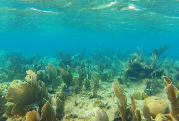Fototapeta na wymiar Fan coral garden at caribbean sea Cuba