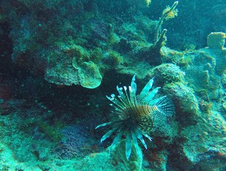 Naklejka na ściany i meble Scorpionfish in a coral reef at Cuba