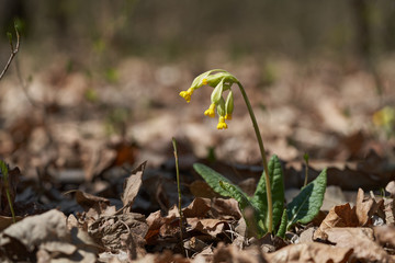 Medicinal plant Primula elatior in the forest. Known as oxlip or true oxlip. Yellow flower growing in the floodplain forest, sunny day.