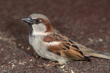 Moineau Domestique d'aquitaine