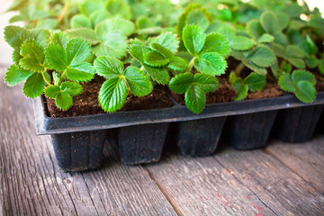 Background from strawberry seedlings .