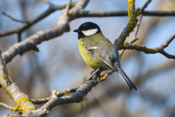 cinciallegra (Parus major) su ramo,ritratto femmina