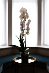 white orchid silhouette in a window