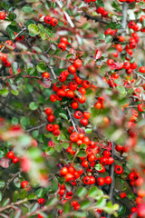 Bush of cotoneaster with berries