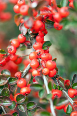  cotoneaster bush with red berries.