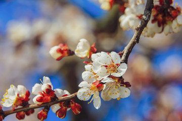 flowering apricot tree on sky background