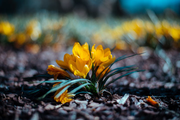 Crocus flowers in spring time