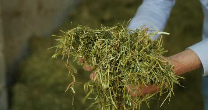 Close up shot of an young successful man farmer is controlling with his hands at the moment harvested biologic mulched alfalfa plant. Concept:  silage, green manure, environment, livestock fodder