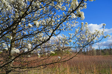 Obraz premium View of a Callery Pear (Pyrus calleryana) tree with white flowers in the spring