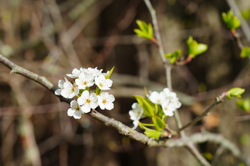 View of a Callery Pear (Pyrus calleryana) tree with white flowers in the spring