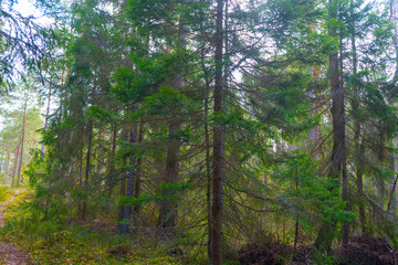 Fototapeta premium Scandinavian forest in spring. Photo of swedish nature.