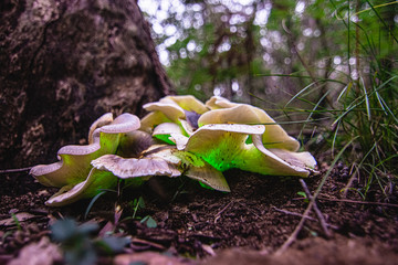 Ghost Mushrooms (Omphalotus nidiformis) Thirlmere lakes National park. 2020