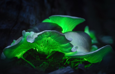Ghost Mushrooms (Omphalotus nidiformis) Thirlmere lakes National park. 2020