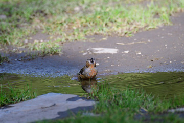 Fichtenkreuzschnabel an einer Pf&uuml;tze	