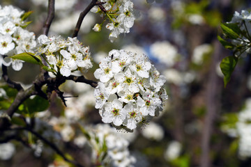 View of a Callery Pear (Pyrus calleryana) tree with white flowers in the spring
