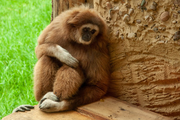 Fototapeta premium The sad expression of a large monkey against the background of green grass and wall. Support hand.