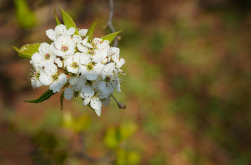 View of a Callery Pear (Pyrus calleryana) tree with white flowers in the spring