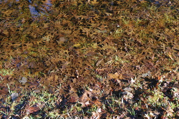autumn leaves in the forest