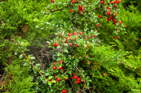 Web on juniper and green shrub with red berries.