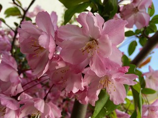 Obraz premium SAKURA