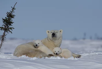 Rolgordijnen Polar bear mother with two young cubs © winterdog