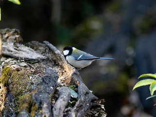 Japanese tit on a fallen forest log 6