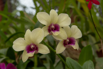 Fototapeta premium Two- Colored Orchid