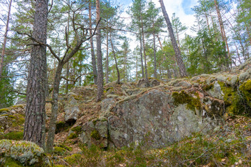 Old stones in scandinavian forest. Photo of swedish nature.
