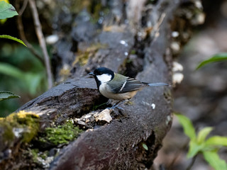 Japanese tit on a fallen forest log 10