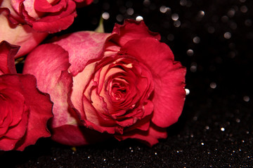 Rosebud pink. Macro photography of a flower on a black background.