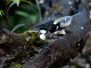 Japanese tit on a fallen forest log 14