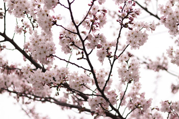 Sakura flowers. The cherry blossomed.