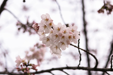 Sakura flowers. The cherry blossomed.