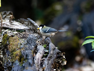 Fototapeta premium Japanese tit on a fallen forest log 18