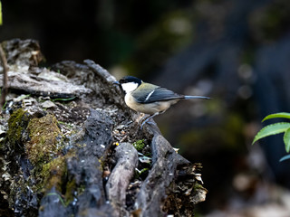 Japanese tit on a fallen forest log 19