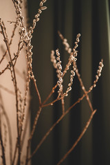 willow branches in early spring