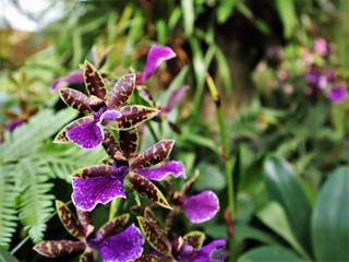 Purple orchid flower in tropical environment.