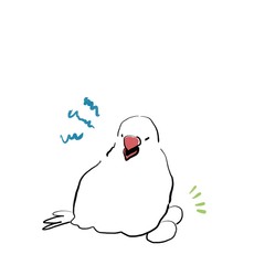 発情期、産卵をして攻撃的な文鳥