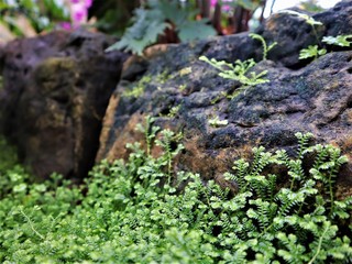 Moss reaching up the rocks