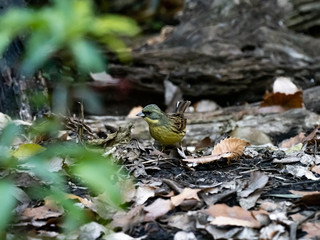 black-faced bunting in a Japanese forest 2