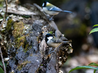 Japanese tit on a fallen forest log 21