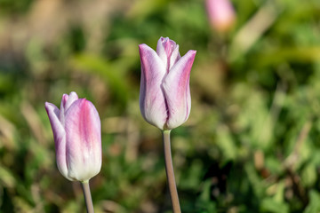 Fototapeta premium Pink Tulpe