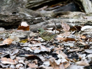 black-faced bunting in a Japanese forest 6